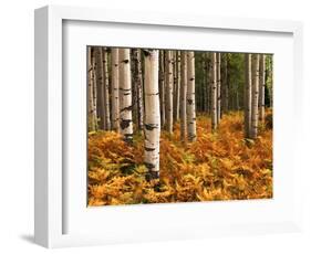 Stand of Quaking Aspen Tree, Gunnison National Forest, Colorado, USA-Adam Jones-Framed Photographic Print