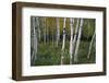 Stand Of White Birch Trees-Panoramic Images-Framed Photographic Print