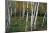 Stand Of White Birch Trees-Panoramic Images-Mounted Photographic Print