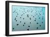 Stand out from the crowd!-Mark A Johnson-Framed Photographic Print