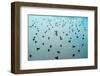 Stand out from the crowd!-Mark A Johnson-Framed Photographic Print