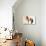 Stand (Przewalski), 2013-Mark Adlington-Giclee Print displayed on a wall