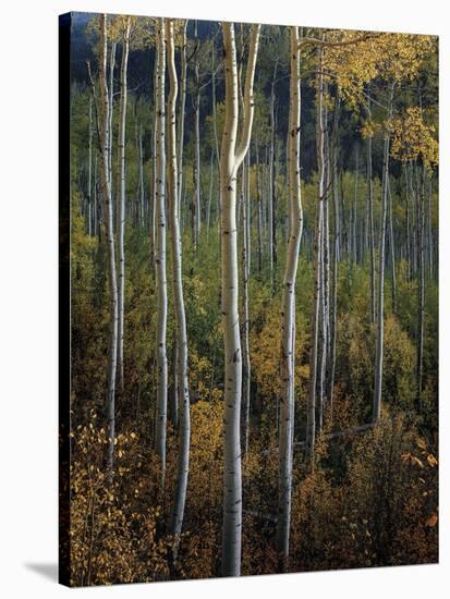 Stand Tall-Joe Cornish-Stretched Canvas