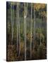 Stand Tall-Joe Cornish-Stretched Canvas