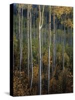 Stand Tall-Joe Cornish-Stretched Canvas