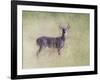 Stand Tall-Jai Johnson-Framed Giclee Print