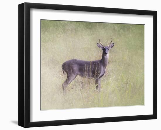 Stand Tall-Jai Johnson-Framed Giclee Print