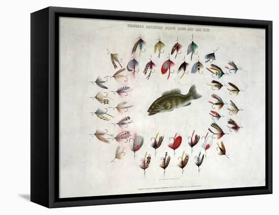 Standard American Black Bass and Lake Flies-null-Framed Stretched Canvas