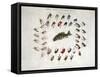 Standard American Black Bass and Lake Flies-null-Framed Stretched Canvas