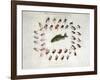 Standard American Black Bass and Lake Flies-null-Framed Giclee Print