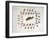 Standard American Black Bass and Lake Flies-null-Framed Giclee Print