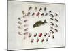 Standard American Black Bass and Lake Flies-null-Mounted Giclee Print