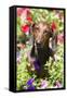 Standard Dachshund in Summer Garden Flowers, Monroe, Connecticut, USA-Lynn M^ Stone-Framed Stretched Canvas