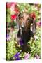 Standard Dachshund in Summer Garden Flowers, Monroe, Connecticut, USA-Lynn M^ Stone-Stretched Canvas