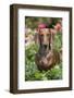 Standard Dachshund in Summer Garden Flowers, Monroe, Connecticut, USA-Lynn M^ Stone-Framed Photographic Print