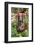 Standard Dachshund in Summer Garden Flowers, Monroe, Connecticut, USA-Lynn M^ Stone-Framed Photographic Print