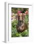 Standard Dachshund in Summer Garden Flowers, Monroe, Connecticut, USA-Lynn M^ Stone-Framed Photographic Print