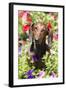 Standard Dachshund in Summer Garden Flowers, Monroe, Connecticut, USA-Lynn M^ Stone-Framed Photographic Print