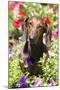 Standard Dachshund in Summer Garden Flowers, Monroe, Connecticut, USA-Lynn M^ Stone-Mounted Photographic Print