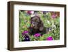 Standard Dachshund Puppy-Lynn M^ Stone-Framed Photographic Print