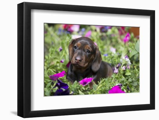 Standard Dachshund Puppy-Lynn M^ Stone-Framed Photographic Print