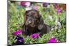 Standard Dachshund Puppy-Lynn M^ Stone-Mounted Photographic Print