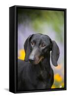 Standard Dachshund Smooth-Haired Varierty in Summer Garden Flowers, Monroe-Lynn M^ Stone-Framed Stretched Canvas