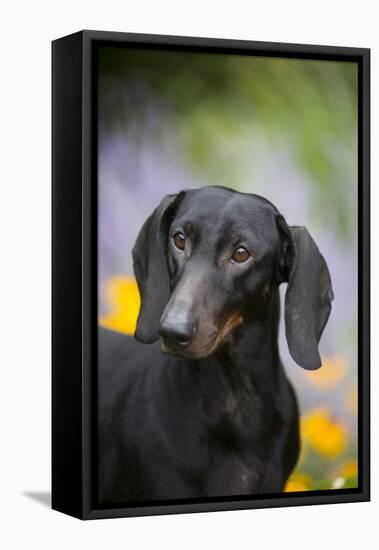 Standard Dachshund Smooth-Haired Varierty in Summer Garden Flowers, Monroe-Lynn M^ Stone-Framed Stretched Canvas