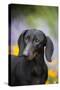 Standard Dachshund Smooth-Haired Varierty in Summer Garden Flowers, Monroe-Lynn M^ Stone-Stretched Canvas