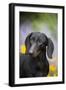 Standard Dachshund Smooth-Haired Varierty in Summer Garden Flowers, Monroe-Lynn M^ Stone-Framed Photographic Print