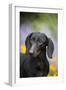 Standard Dachshund Smooth-Haired Varierty in Summer Garden Flowers, Monroe-Lynn M^ Stone-Framed Photographic Print