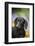 Standard Dachshund Smooth-Haired Varierty in Summer Garden Flowers, Monroe-Lynn M^ Stone-Framed Photographic Print