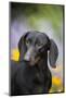 Standard Dachshund Smooth-Haired Varierty in Summer Garden Flowers, Monroe-Lynn M^ Stone-Mounted Photographic Print