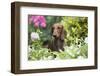 Standard Dachshund Smooth-Haired Varierty in Summer Garden Flowers, Monroe-Lynn M^ Stone-Framed Photographic Print