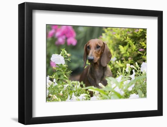 Standard Dachshund Smooth-Haired Varierty in Summer Garden Flowers, Monroe-Lynn M^ Stone-Framed Photographic Print