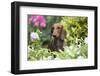 Standard Dachshund Smooth-Haired Varierty in Summer Garden Flowers, Monroe-Lynn M^ Stone-Framed Photographic Print