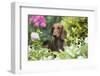 Standard Dachshund Smooth-Haired Varierty in Summer Garden Flowers, Monroe-Lynn M^ Stone-Framed Photographic Print