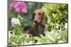 Standard Dachshund Smooth-Haired Varierty in Summer Garden Flowers, Monroe-Lynn M^ Stone-Mounted Photographic Print