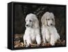 Standard Poodle Dog Puppies, USA-Lynn M. Stone-Framed Stretched Canvas