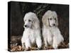 Standard Poodle Dog Puppies, USA-Lynn M. Stone-Stretched Canvas