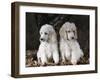 Standard Poodle Dog Puppies, USA-Lynn M. Stone-Framed Photographic Print