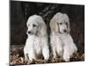 Standard Poodle Dog Puppies, USA-Lynn M. Stone-Mounted Photographic Print
