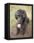 Standard Poodle-Mark Chivers-Framed Stretched Canvas