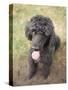 Standard Poodle-Mark Chivers-Stretched Canvas