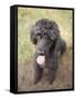 Standard Poodle-Mark Chivers-Framed Stretched Canvas