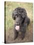 Standard Poodle-Mark Chivers-Stretched Canvas