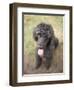 Standard Poodle-Mark Chivers-Framed Photographic Print