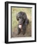 Standard Poodle-Mark Chivers-Framed Photographic Print