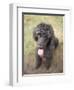 Standard Poodle-Mark Chivers-Framed Photographic Print