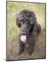 Standard Poodle-Mark Chivers-Mounted Photographic Print